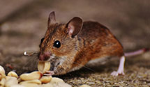 24 Hour & Emergency Exterminators in Reader, WV